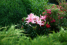 Natural Bouquet Of Bright Pink Lilies Among Various Green Garden Plants After A Rain.