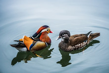 The Mandarin Duck (yuanyang) Is A Perching Duck Species Found In East Asia, The Mandarin, Widely Regarded As The World's Most Beautiful Duck.