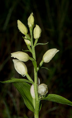 Wall Mural - Sword-leaved helleborine