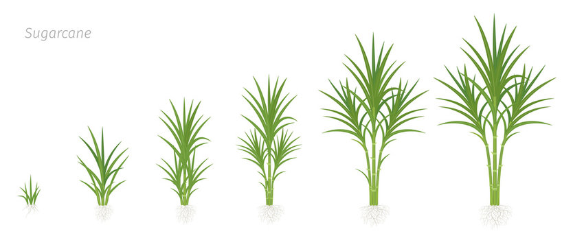 crop stages of sugarcane. growing sugar cane plant used for sugar production. vector illustration an