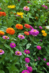Wall Mural - Sydney Australia, flower bed of colourful zinnia flowers