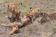 Lioness Who Killed An Antelope And Is Eating It, The Young Lion Waiting Beside