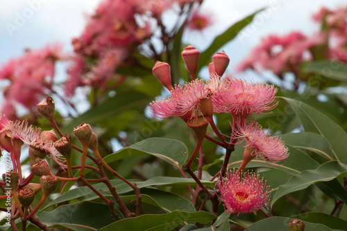 Sydney Australia Pink Flowers Of An Australian Native Flowering Gum