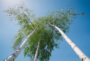 Wall Mural - Tall birch trees in the forest under blue sky, bottom perspective view.