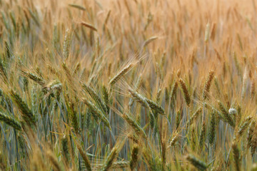 Wheat field. Crop crops. Ears of corn