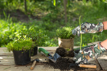 Asparagus Seedling, Plants In Pots And Garden Tools On The Wooden Table, Green Trees Background - Gardening Concept