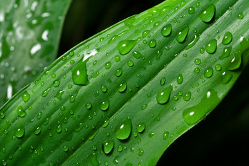 water drops on leaf green.