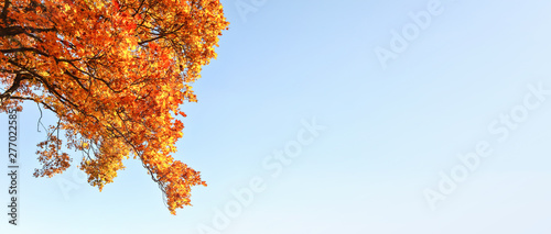 Bright Orange Yellow Autumn Leaves Against Clear Blue Sky