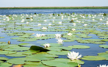 Field Of White Water Lilies On The Lake