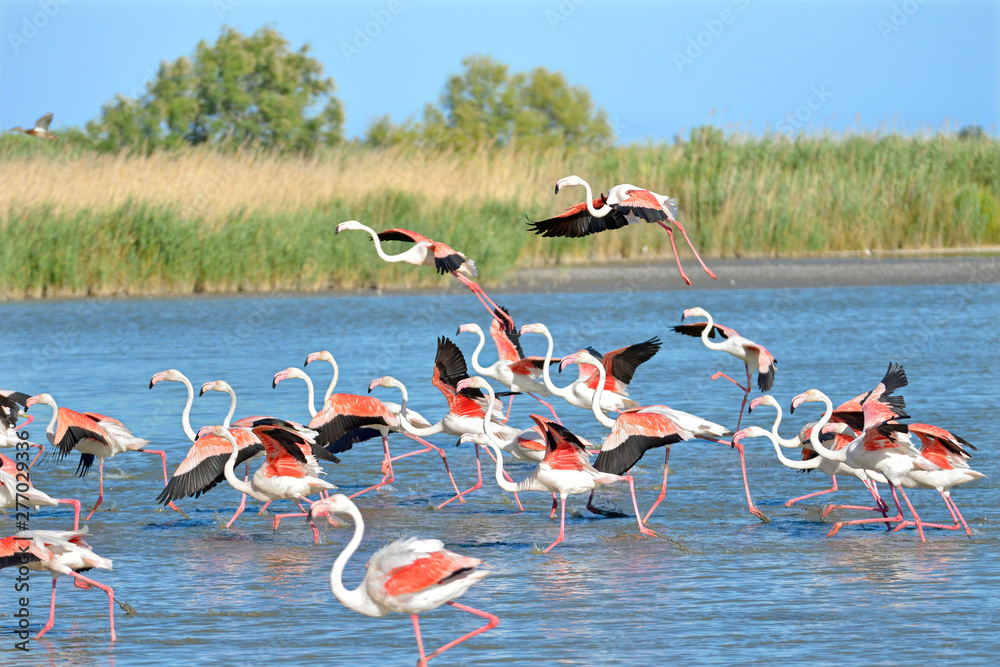 Flamingos running on water (Phoenicopterus ruber) after flying, in the Camargue is a natural region located south of Arles, France - obrazy, fototapety, plakaty 