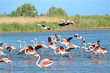 Flamingos running on water (Phoenicopterus ruber) after flying, in the Camargue is a natural region located south of Arles, France