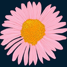 Beautiful Drawing Of A Large Pink And Orange Flower With A Dark Blue Background