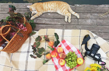 Picnic Concept Basket With Fruits And Wine, Camera, Cat Near Lake . Summer Holidays