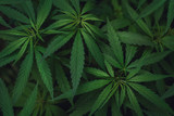 Fototapeta  - High angle view of marijuana leaves with copy space