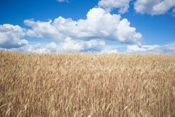 wheat field against the blue cloudy sky