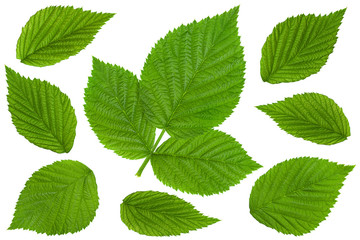 Wall Mural - Raspberry leaf  on white collection