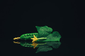 Aufkleber - Beautiful  fresh cucumbers and yellow flower on a black glass table dark background.