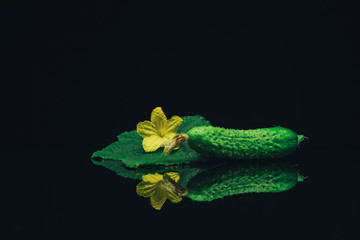 Aufkleber - Beautiful  fresh cucumber and yellow flower on a black glass table dark background.