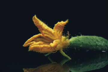 Aufkleber - Close up Beautiful  fresh little cucumbers and yellow flower on a black glass table dark background.