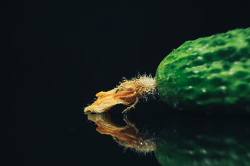 Aufkleber - Close up Beautiful  fresh cucumbers and yellow flower on a black glass table dark background.