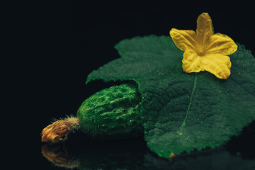 Aufkleber - Close up Beautiful  fresh cucumbers and yellow flower on a black glass table dark background.