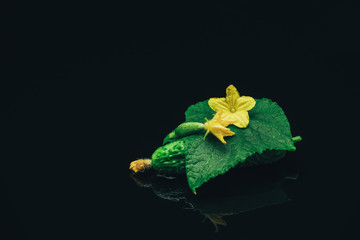 Aufkleber - Beautiful  fresh cucumbers and yellow flower on a black glass table dark background.