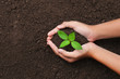 © lovelyday12 - top view hand holding young tree on soil background for planting in garden