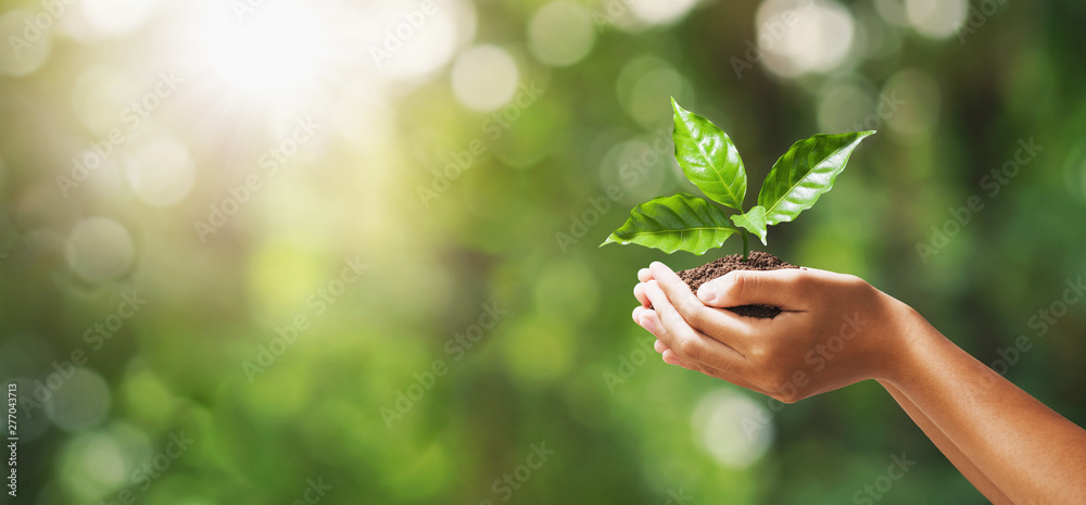 hand holding young plant on blur green nature background. concept eco earth day - obrazy, fototapety, plakaty 