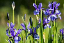 Beautiful Blue Bright Flowers Of Wild Iris