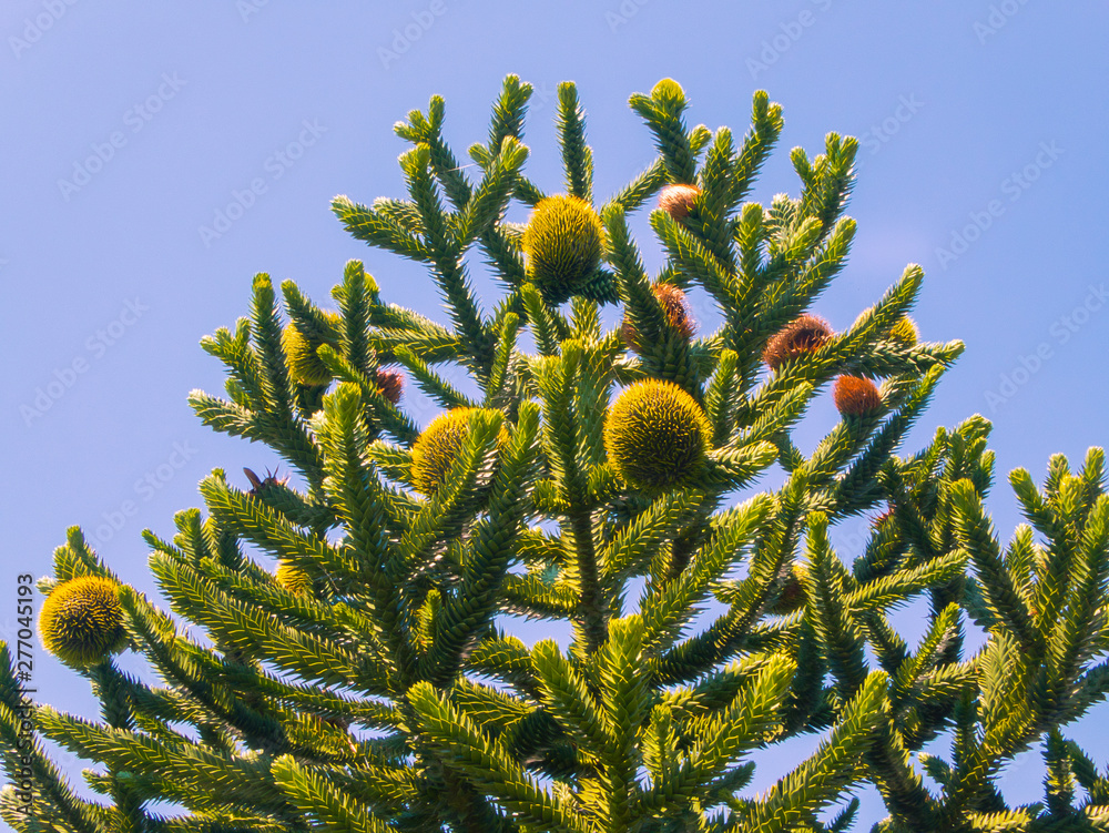 Araucaria mit großen Zapfen Stock Photo