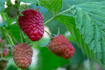 Strewed raspberry berries on a green branch on a warm summer day.