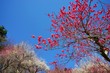 © ogawaay - ウメの花