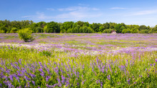 Rural Natural Landscape.  Green Violet Alfalfa Fields And Blue Sky