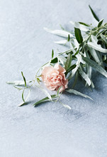 Pink Carnation Flower With Wild Olive Leaves. Copy Space