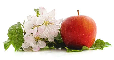 Wall Mural - Flower of apple and apple.