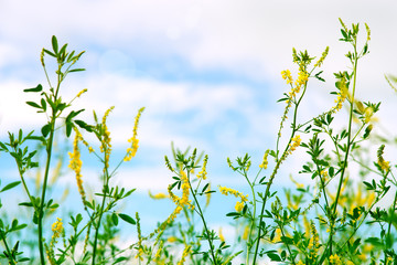 Wall Mural - Wild flowers in the meadow. Yellow wildflowers against a blue sky. Nature in spring and summer. Floral design and romance. Colorful and bright flowers.