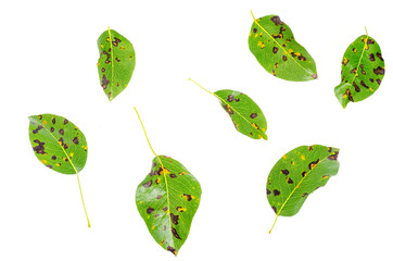 Rust on pear leaves, fruit plant disease. 