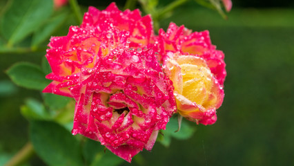 Wall Mural - Rose rot weiß