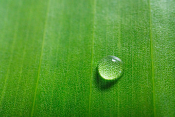 Wall Mural - Banana leaf green line with droplets texture nature background.