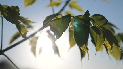 Wall Mural - branch tree maple leaves blue sky. sunlight at sunset maple branch lifestyle with green leaves sways in the wind