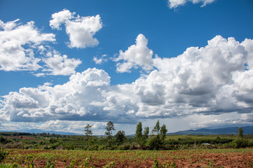 Wall Mural - landscape blue sky with white clouds during day befor raining over agriculture land nature backgroun