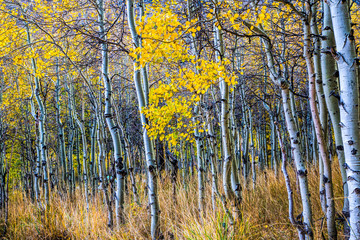  Aspen in Fall