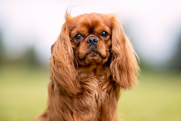 Wall Mural - Beautiful happy dog breeds