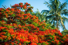 Close Up Of The Bright Red Blossoms Of The Canopy Of A Flamboyant Flame Tree In Full Bloom