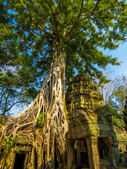 Ta Phrom Temple, Angkor Wat, Cambodia