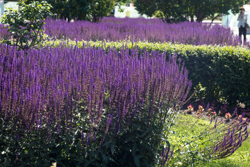 Summer Flowering Wood sage 'May Night' (Salvia x sylvestris 'Mainacht') Growing in a Herbaceous Border in a Country Cottage Garden in Rural Devon,