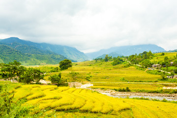 Wall Mural - Golden Season in North Western , Vietnam. The terraces here have a long history, and are very beautiful. 