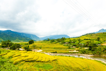 Wall Mural - Golden Season in North Western , Vietnam. The terraces here have a long history, and are very beautiful. 