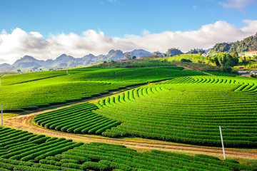 Wall Mural - Beautiful landscape of Tea hill in Moc Chau Highland, Vietnam
