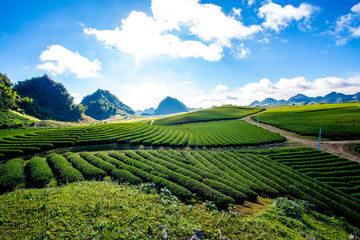 Wall Mural - Beautiful landscape of Tea hill in Moc Chau Highland, Vietnam
